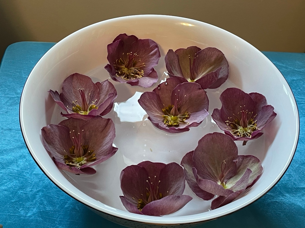 A white china bowl with burgundy Hellebore blossoms from my garden floating in water.​